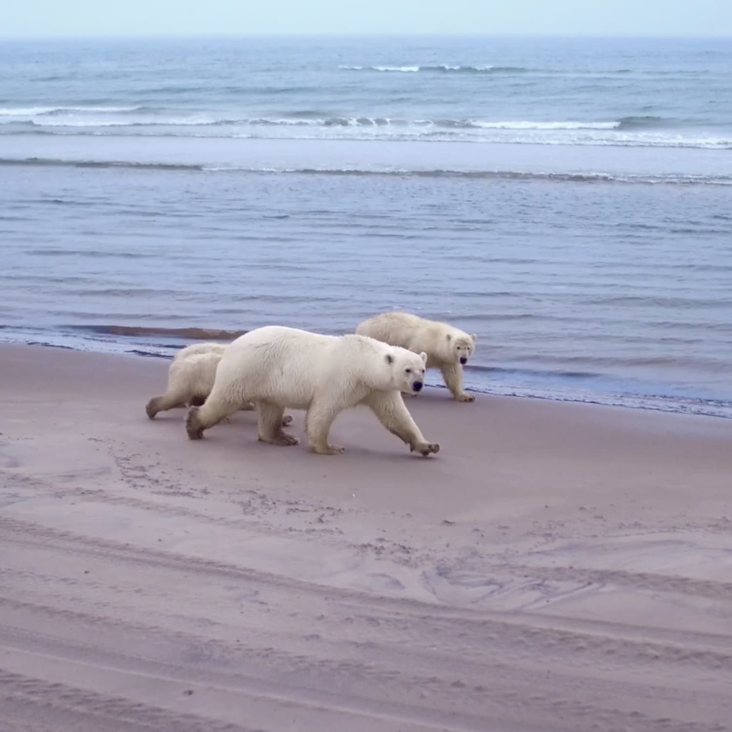 Специальный репортаж